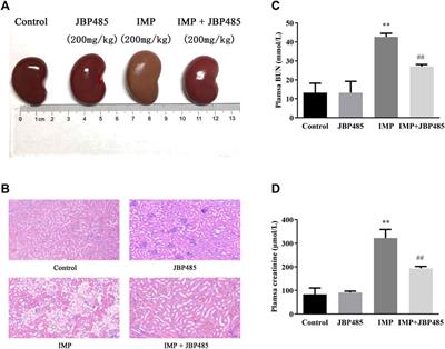 JBP485, A Dual Inhibitor of Organic Anion Transporters (OATs) and Renal Dehydropeptidase-I (DHP-I), Protects Against Imipenem-Induced Nephrotoxicity